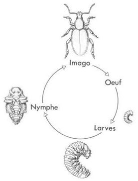 Résultat de recherche d'images pour "imago insecte"